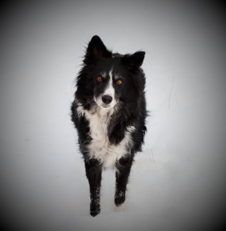 A black and white border collie on a snowy background.