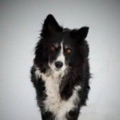 A black and white border collie on a snowy background.