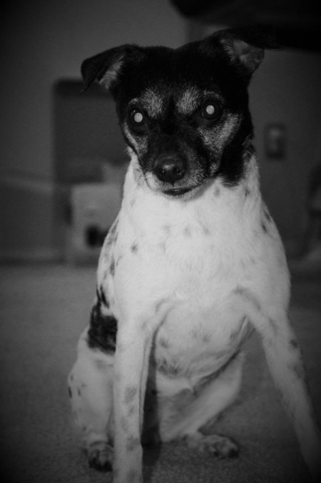 Sadie Mae (Jack Russel Terrier)