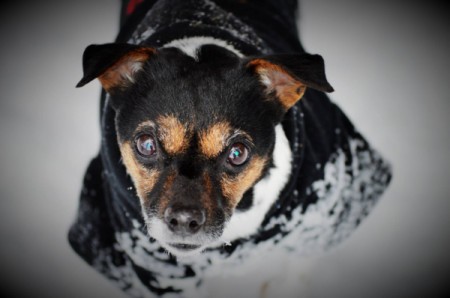 Sadie Mae (Jack Russel Terrier)