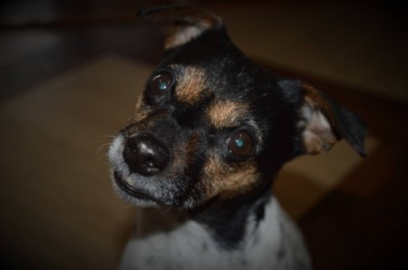 A Jack Russel Terrier looking at the camera.