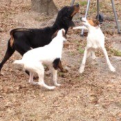 dogs standing on afghan blanket