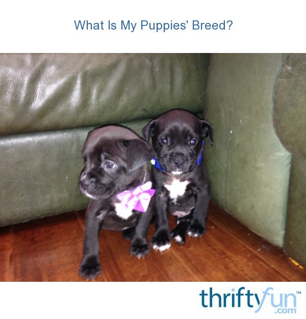 What Is My Puppies' Breed? ThriftyFun