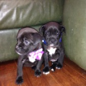two black puppies