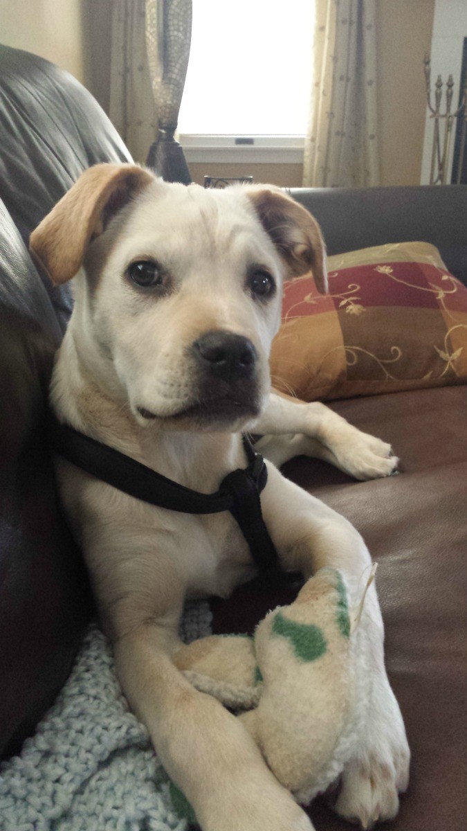 What Breed Is My Puppy? ThriftyFun