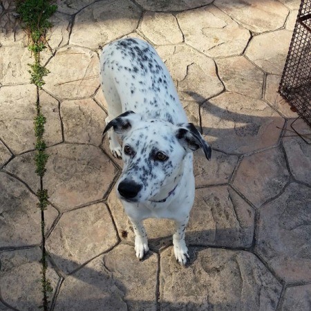 white dog with black spots and ear tips