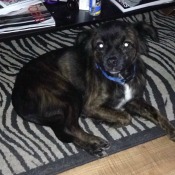 black dog with white on chest