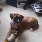 brown dog with dark facial markings