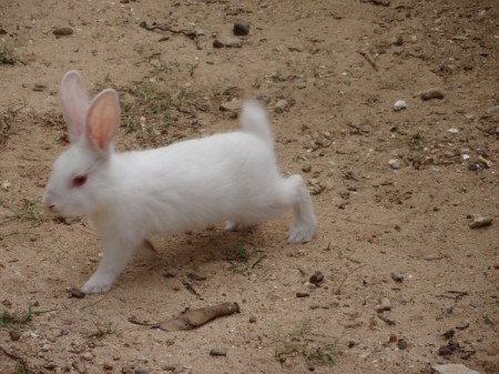 A white rabbit on a dirt background.