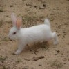 A white rabbit on a dirt background.