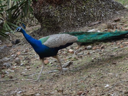 A peacock in the wild.