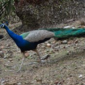 A peacock in the wild.