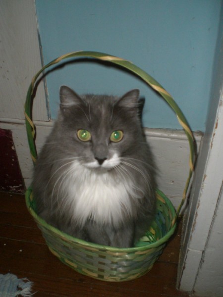 grey and white long hair cat in Easter basket