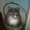 grey and white long hair cat in Easter basket