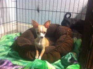 light tan and white Chi