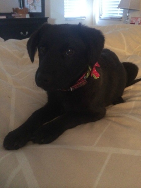 black puppy with red collar lying down