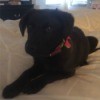 black puppy with red collar lying down