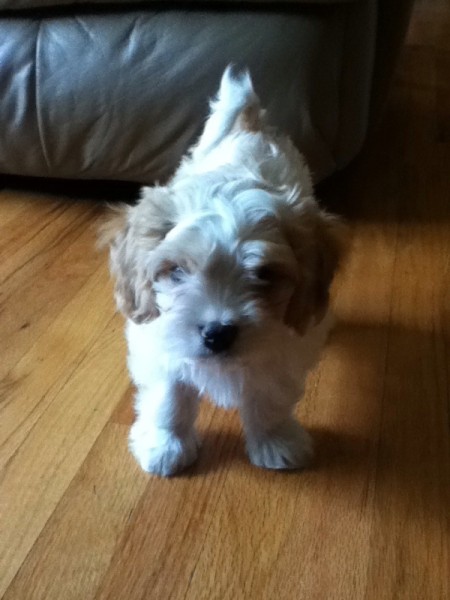 curly cream and white dog