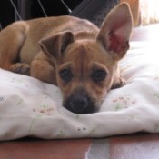 one ear up and one down