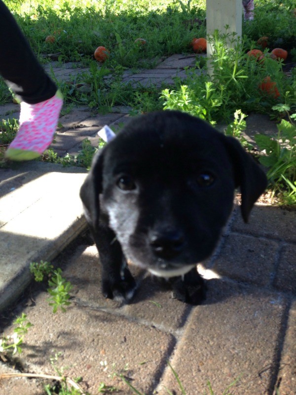 closeup of black puppy