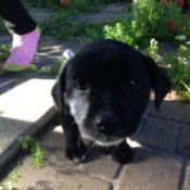 closeup of black puppy