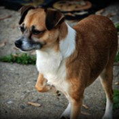 A Jack Russel/Chihuahua mix outside.