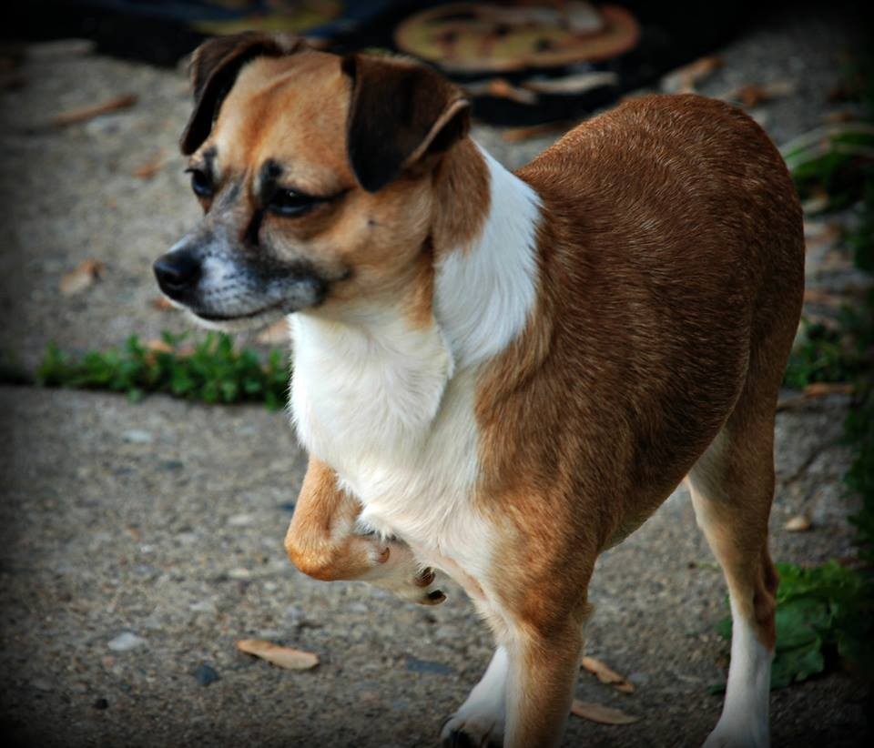 Jack Russell Terrier Mix Photos ThriftyFun