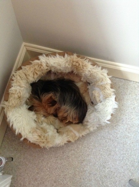 Yorkie in dog bed