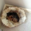 Yorkie in dog bed