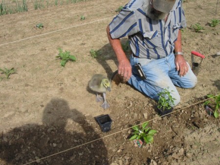 A Canada goose gardening with a man.