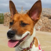 brown and white dog with very large ears