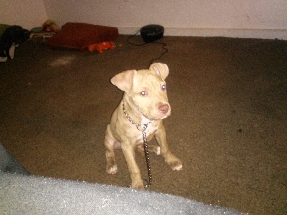 how do i figure out the breed of my dog