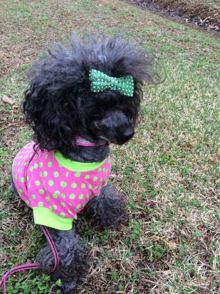 black poodle wearing a pink sweater with green polka dots