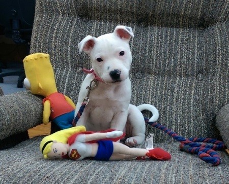 white puppy on chair with toys