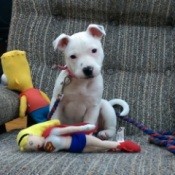 white puppy on chair with toys