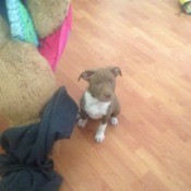 grey and white dog with stand up ears