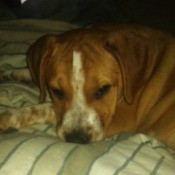 brown puppy with white on nose and between eyes