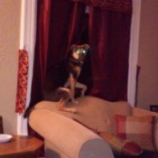 black and tan dog on back of the couch