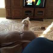 white Poodle type dog in living room
