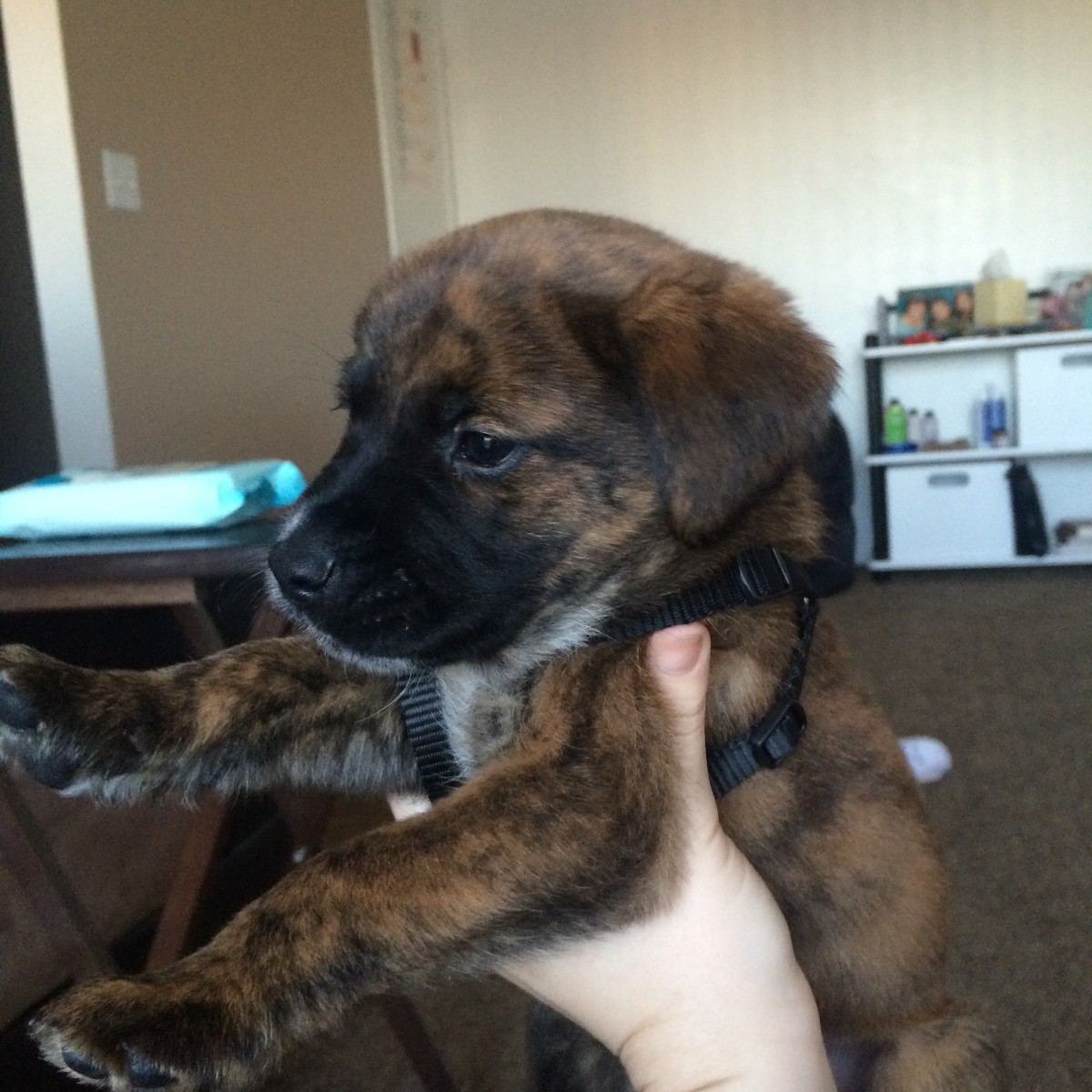 What Breed Is My Puppy? ThriftyFun