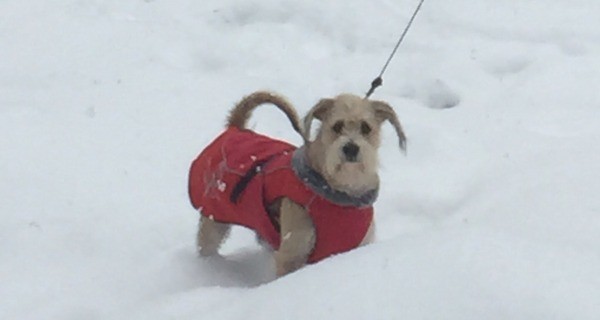 in red coat in the snow