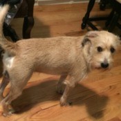 What Breed Is My Dog?