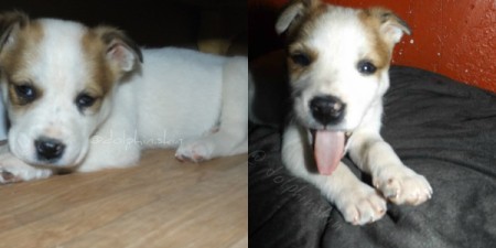 side by side photos of brown and white puppy