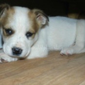 side by side photos of brown and white puppy