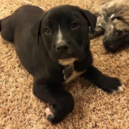 black puppy with some white on nose, chest, and feet