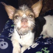 small dog with white whiskers