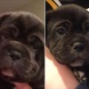 split photo of very young black puppy