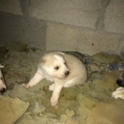 cream and white colored puppy