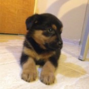 black and dark tan puppy