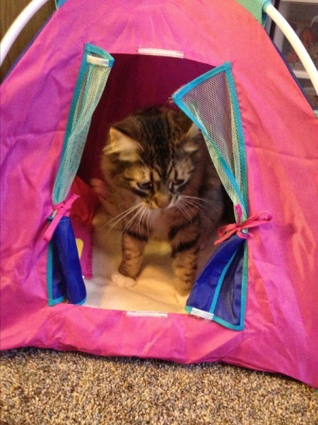 Tabby cat siting inside a pink cat tent.